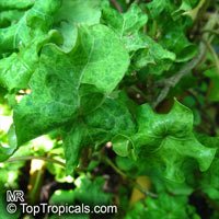 Hedera sp., Ivi

Click to see full-size image