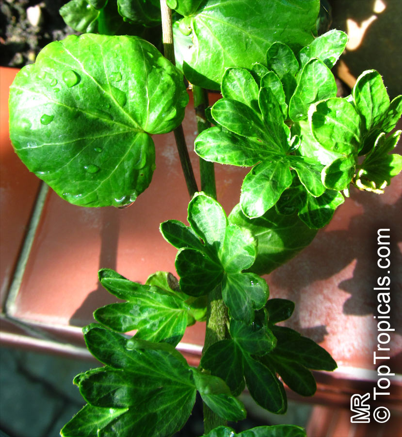 Hedera sp., Ivy. Hedera helix 'Small Deal'
