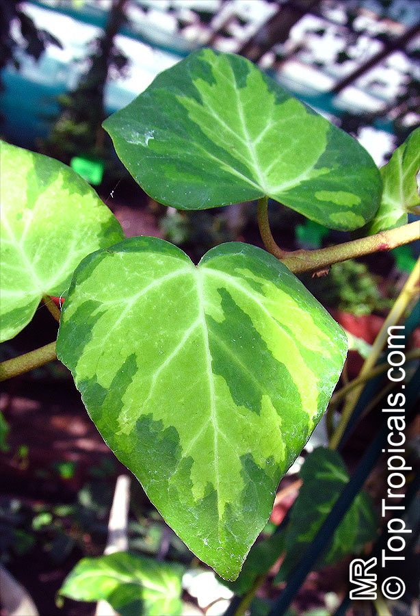 Hedera sp., Ivy. Hedera colchica 'Sulphur Heart'