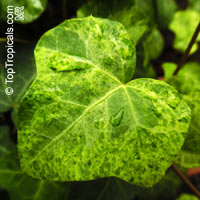 Hedera sp., Ivi

Click to see full-size image