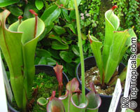 Heliamphora parva, Marsh Pitcher Plant

Click to see full-size image