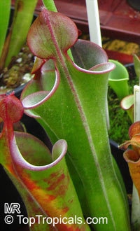 Heliamphora parva, Marsh Pitcher Plant

Click to see full-size image