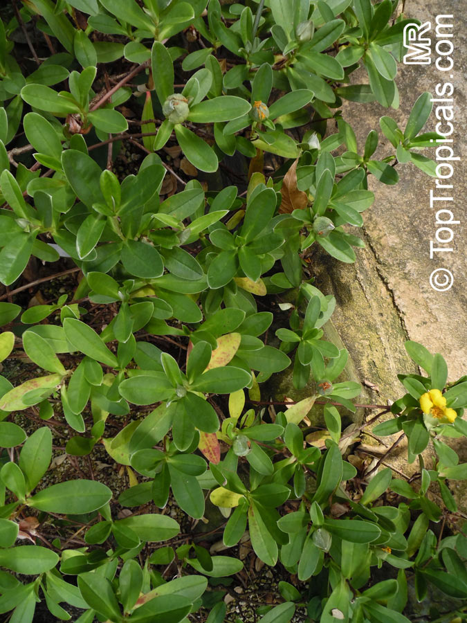 Hibbertia sp., Guinea Flower. Hibbertia scandens