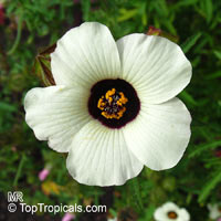 Hibiscus trionum, Bladder Hibiscus, Bladder Ketmia, Flower-of-the-hour, Modesty, Venice Mallow

Click to see full-size image