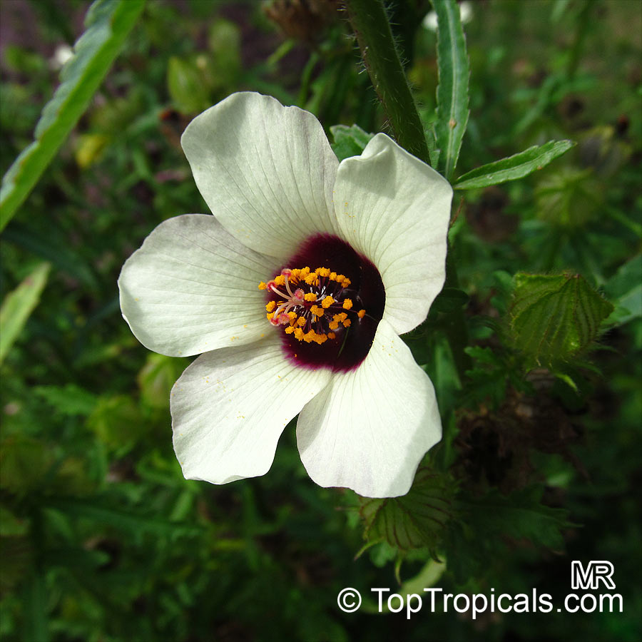 Hibiscus trionum, Bladder Hibiscus, Bladder Ketmia, Flower-of-the-hour, Modesty, Venice Mallow