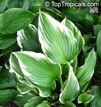 Hosta sp., Plantain Lily, Giboshi, Hostas

Click to see full-size image