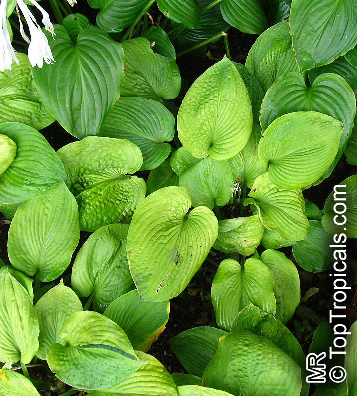 Hosta sp., Plantain Lily, Giboshi, Hostas