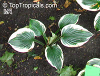 Hosta sp., Plantain Lily, Giboshi, Hostas

Click to see full-size image