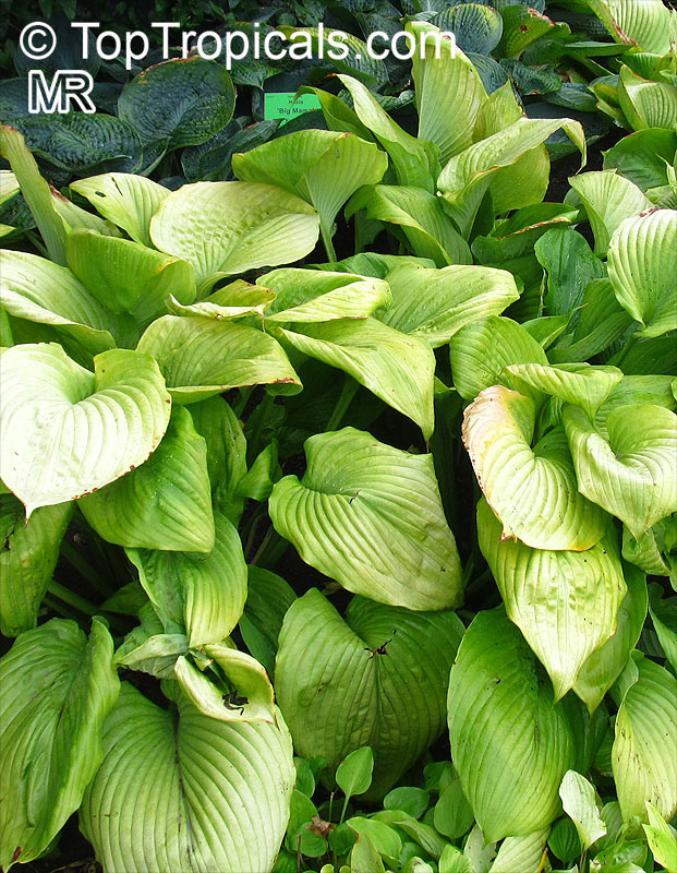 Hosta sp., Plantain Lily, Giboshi, Hostas