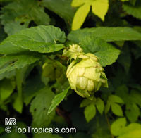 Humulus lupulus, Hops, Common Hop

Click to see full-size image