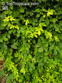Humulus lupulus, Hops, Common Hop

Click to see full-size image
