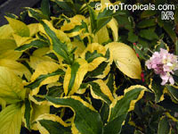 Hydrangea sp., Hydrangea

Click to see full-size image