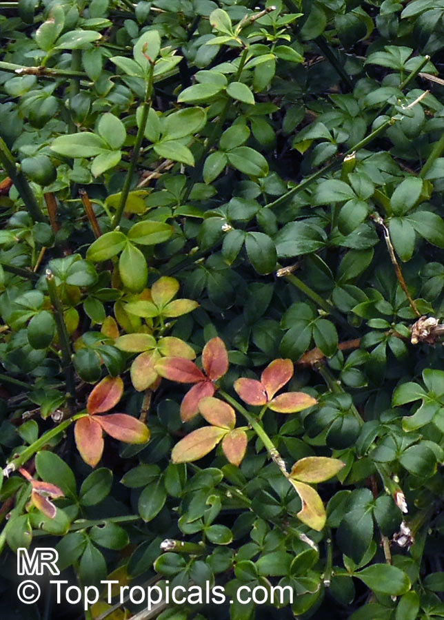 Jasminum nudiflorum, Winter jasmine