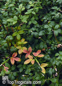 Jasminum nudiflorum, Winter jasmine

Click to see full-size image