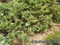Juniperus chinensis , Chinese juniper

Click to see full-size image