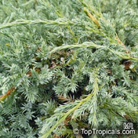 Juniperus sp., Juniper

Click to see full-size image