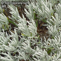 Lavandula x intermedia, Hybrid Lavender, Lavandin 

Click to see full-size image