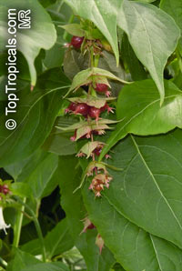 Leycesteria formosa, Himalayan Honeysuckle,Flowering Nutmeg, Himalaya Nutmeg

Click to see full-size image