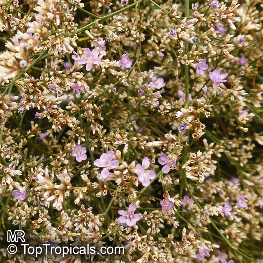 Limonium sp., Sea-lavender, Statice, Marsh-rosemary