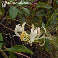 Lonicera periclymenum, European Honeysuckle

Click to see full-size image