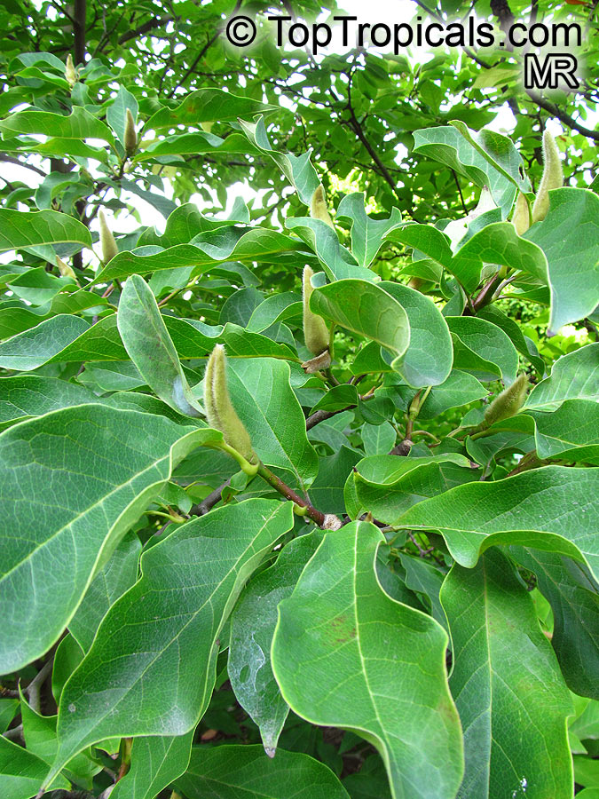 Magnolia sp., Magnolia hybrid. Magnolia 'Heaven Scent'
