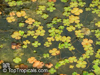 Marsilea quadrifolia, Four Leaf Clover, European Waterclover, Aquatic Fern

Click to see full-size image