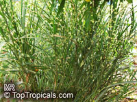 Miscanthus sinensis, Chinese Silver Grass, Zebra Grass, Porcupine Grass

Click to see full-size image