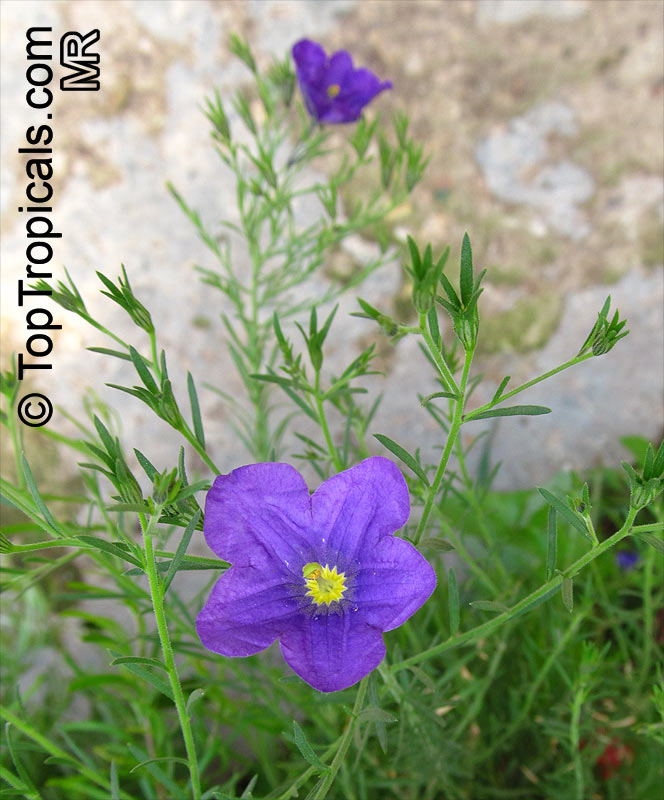 Nierembergia sp., Cupflower