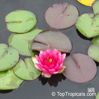 Nymphaea sp., Water Lily. Nymphaea 'Perry's Strawberry Pink'