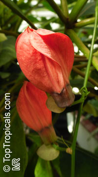 Passiflora racemosa, Red Passion Flower