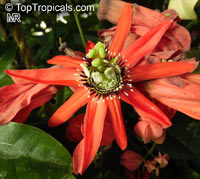 Passiflora racemosa, Red Passion Flower