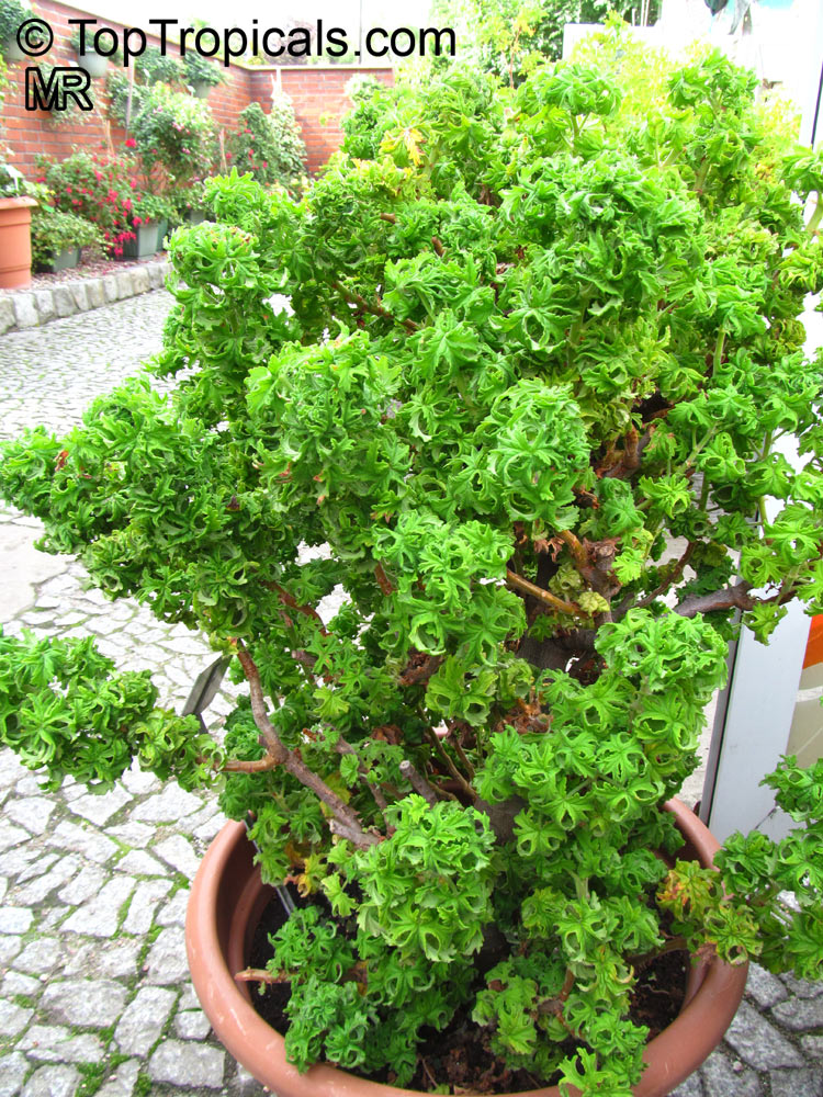 Pelargonium sp., Pelargonia, Geranium. Pelargonium crispum 'Prince Rupert'