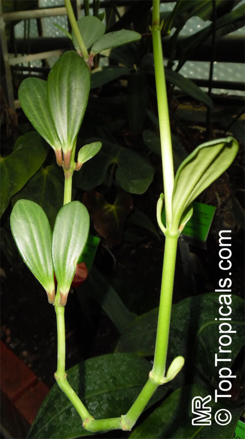 Peperomia sp., Radiator Plant