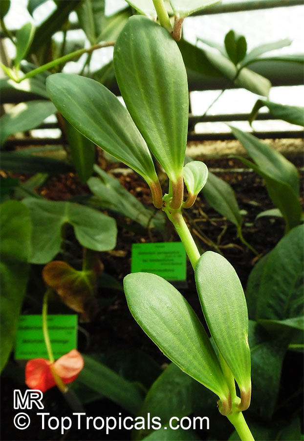 Peperomia sp., Radiator Plant. Peperomia kimnachii