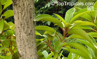 Persea indica, Laurus indica, Madeira Mahogany

Click to see full-size image