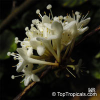 Phaleria capitata, Ongael, Phaleria Jack

Click to see full-size image
