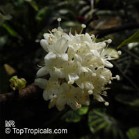Phaleria capitata, Ongael, Phaleria Jack

Click to see full-size image