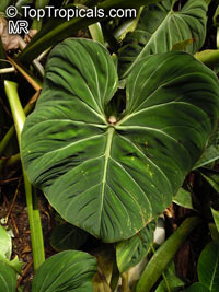 Philodendron gloriosum, Glorious Jungle Philodendron 

Click to see full-size image