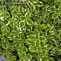 Plectranthus coleoides, White-Edged Swedish Ivy

Click to see full-size image
