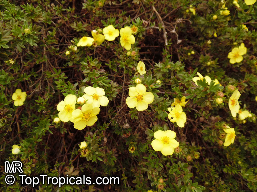 Dasiphora fruticosa, Potentilla fruticosa, Shrubby Cinquefoil