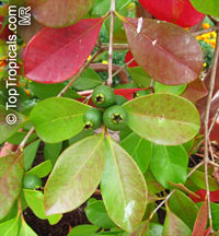 Psidium cattleyanum, Psidium littorale, Psidium chinense, Cattley Guava, Sand Plum, Strawberry Guava

Click to see full-size image