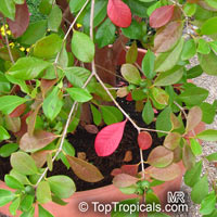 Psidium cattleanum, Psidium littorale, Psidium chinense, Cattley Guava, Sand Plum, Strawberry Guava

Click to see full-size image