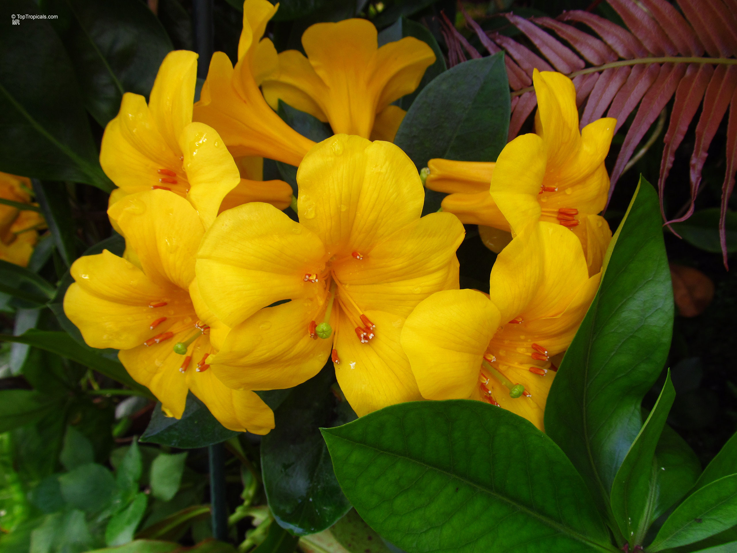 Rhododendron sect. Vireya (Vireya Rhododendron) cluster of trumpet-shaped yellow flowers with thick green foliage. Rhododendron sect. Vireya (Vireya Rhododendron) yellow flower cluster close up with deep green leaves