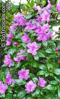 Rhododendron sp., Azalea sp., Rhododendron

Click to see full-size image