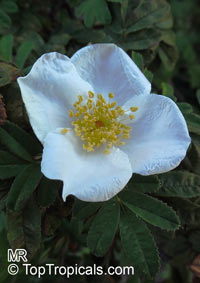 Rosa sp. (single flower), Wild Rose

Click to see full-size image