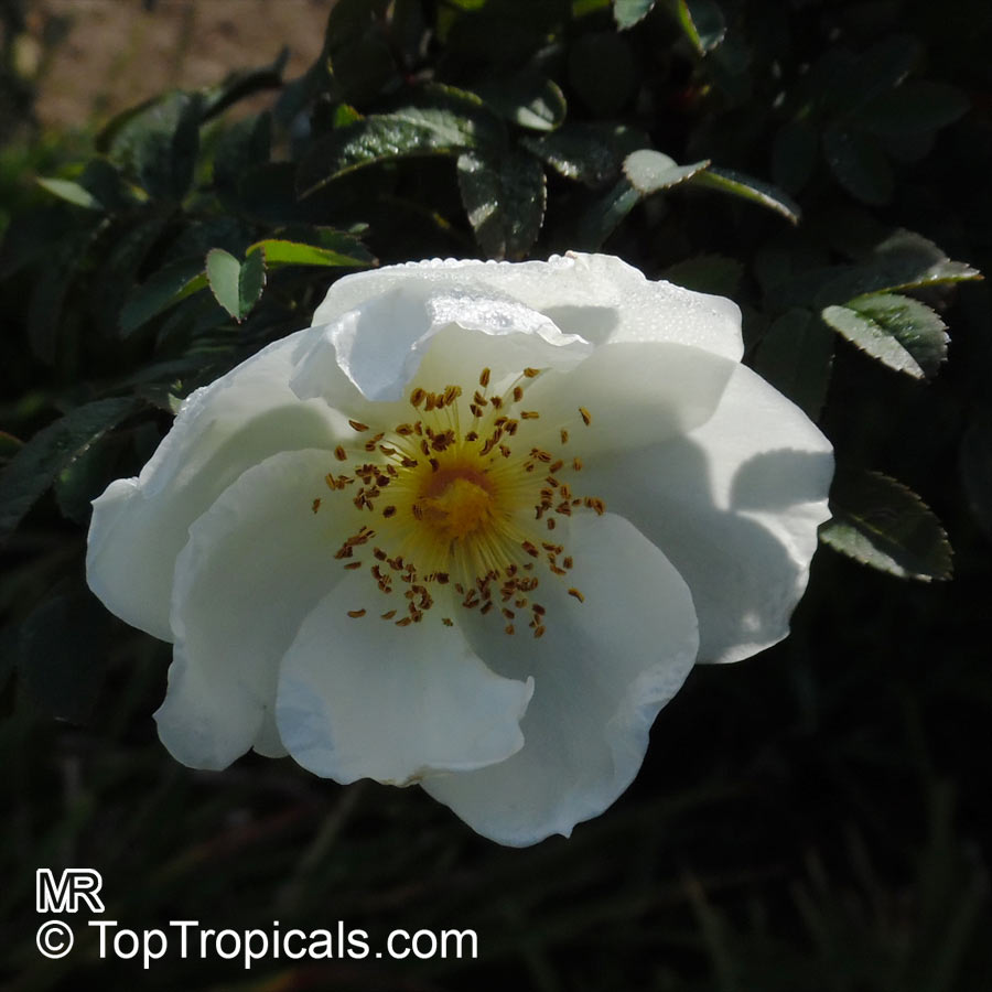 Rosa sp. (single flower), Wild Rose