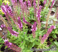 Salvia nemorosa, Woodland Sage, Balkan Clary

Click to see full-size image
