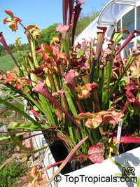 Sarracenia sp., Pitcher Plant

Click to see full-size image