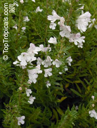Satureja montana, Winter Savory

Click to see full-size image
