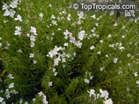 Satureja montana, Winter Savory

Click to see full-size image